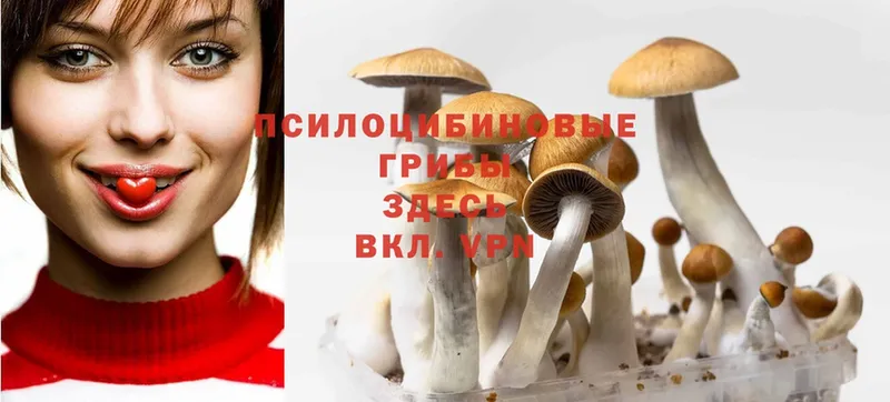 Галлюциногенные грибы Cubensis  где купить наркоту  Кочубеевское 